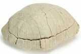 Inflated Fossil Tortoise (Stylemys) - South Dakota #235562-1
